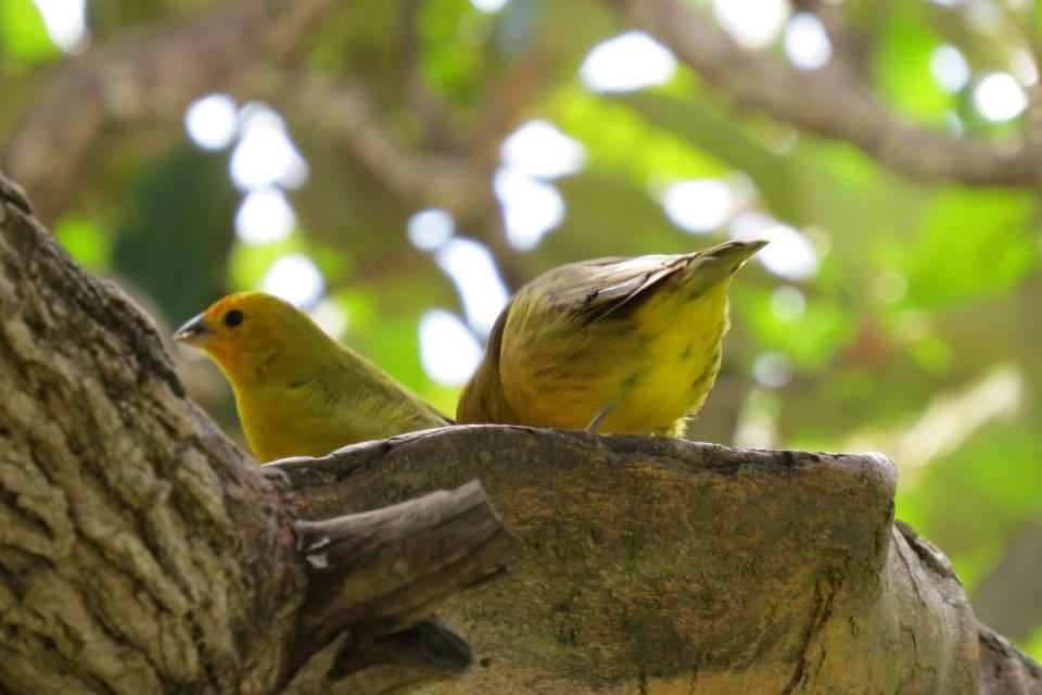 Pousada Encantos Do Cerrado Delfinópolis Kültér fotó
